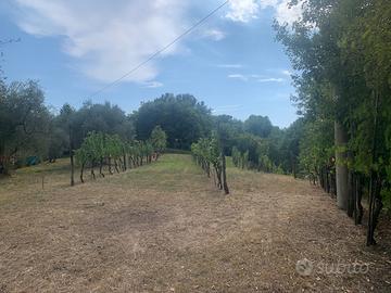 Uliveto/vigneto