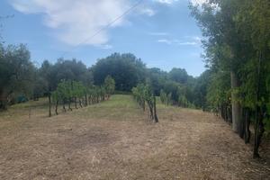 Uliveto/vigneto