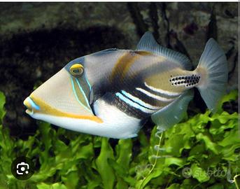 Pesce balestra perfetto