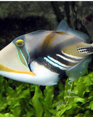 Pesce balestra perfetto