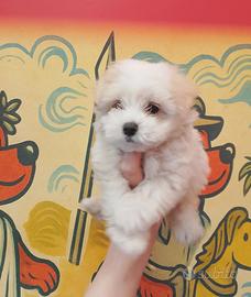 Maltese Mini Toy Maschietto