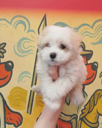 Maltese Mini Toy Maschietto