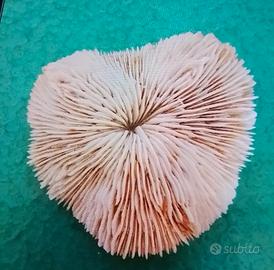 raro fungo  corallo