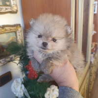 Cucciolo Spitz Pomerania