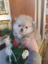 Cucciolo Spitz Pomerania