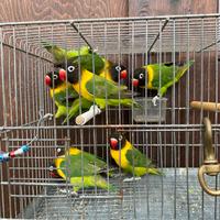 Inseparabili Personata