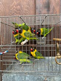 Inseparabili Personata