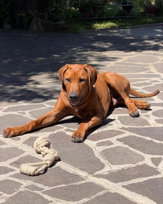 Jabari&Zani Cuccioli di Rhodesian Ridgeback