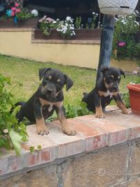Pitbull tricolor