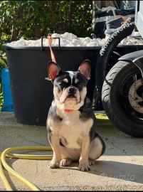 Bulldog francese
