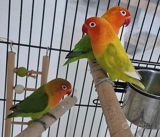 Inseparabili fischer coppia