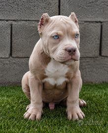 American bully cucciolo maschio