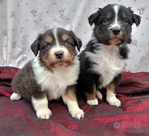 Cucciole pastore australiano