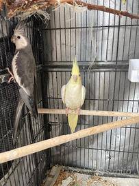 Uccelli