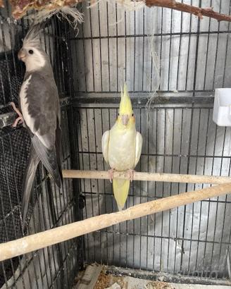 Uccelli