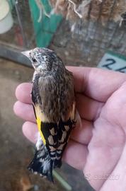 Cardellino