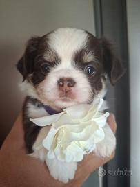 Chihuahua