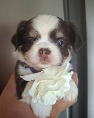 Chihuahua