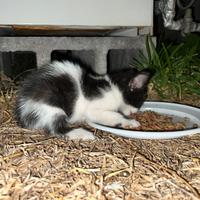 Gattino cucciolo bianco e nero