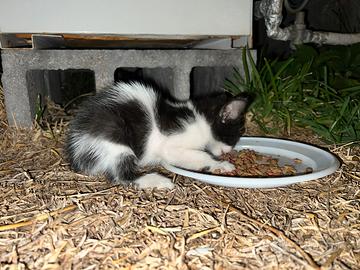 Gattino cucciolo bianco e nero