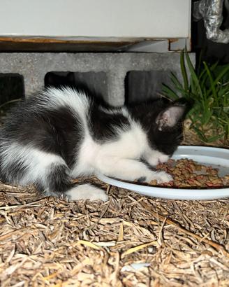 Gattino cucciolo bianco e nero