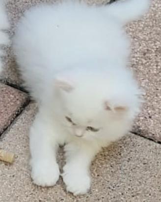 Gattini persiani chinchillà bianchi