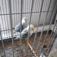 Pappagallo