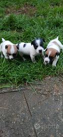 Cuccioli di Jack russel pronti per una nuova adoz