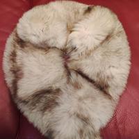 collo di volpe argentata 