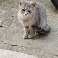 Cuccioli di gatto