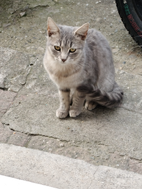 Cuccioli di gatto