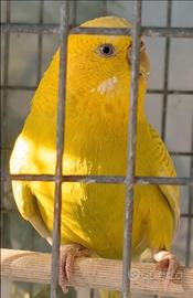 Cocorita