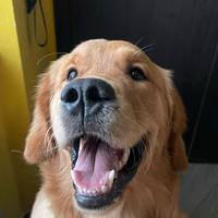 Cuccioli Golden Retriever