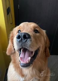 Cuccioli Golden Retriever