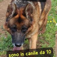 Axel pastore tedesco 10 anni