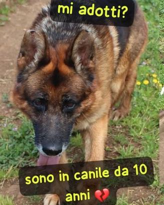 Axel pastore tedesco 10 anni