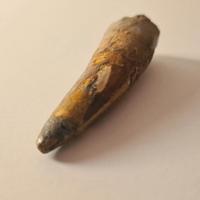 Dente di Dinosauro (Spinosaurus)