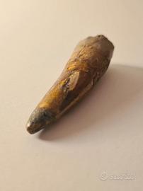 Dente di Dinosauro (Spinosaurus)
