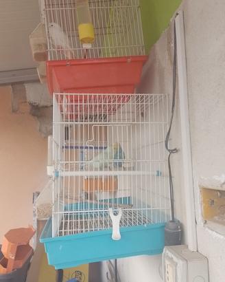 Coccoriti