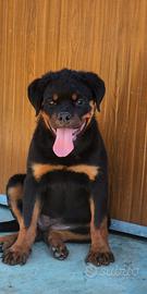 Cuccioli Rottweiler