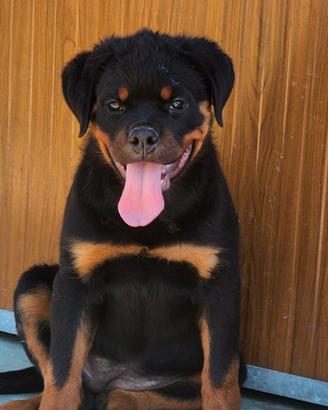 Cuccioli Rottweiler
