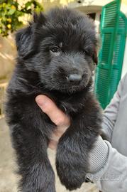 Cuccioli Pastore Tedesco Pelo lungo