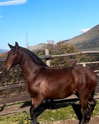 PULEDRA PRE ?? iscritta a ANCCE