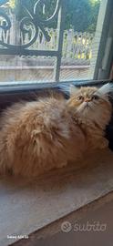 Gatto persiano maschio