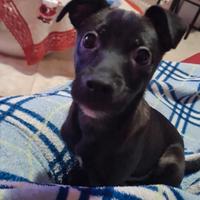 Cagnolino dolcissimo