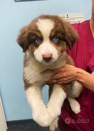 Pastore australiano Australia shepherd pedigree