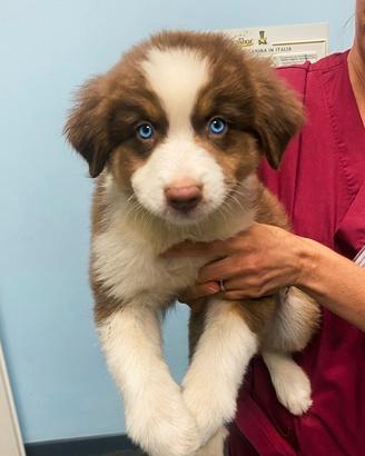Pastore australiano Australia shepherd pedigree