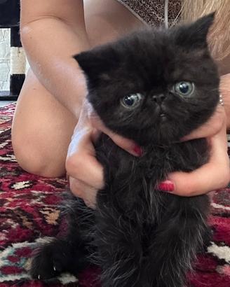 Cucciolo di Exotic shorthair