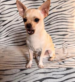 Chihuahua toy per monta