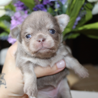 Chihuahua cuccioli con pedigree ENCI